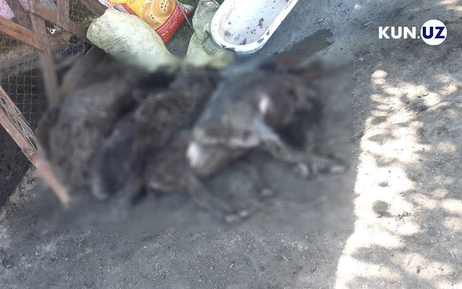 Unknown persons slaughter 6 pregnant sheep in Samarkand, leave a threatening letter to their owner 