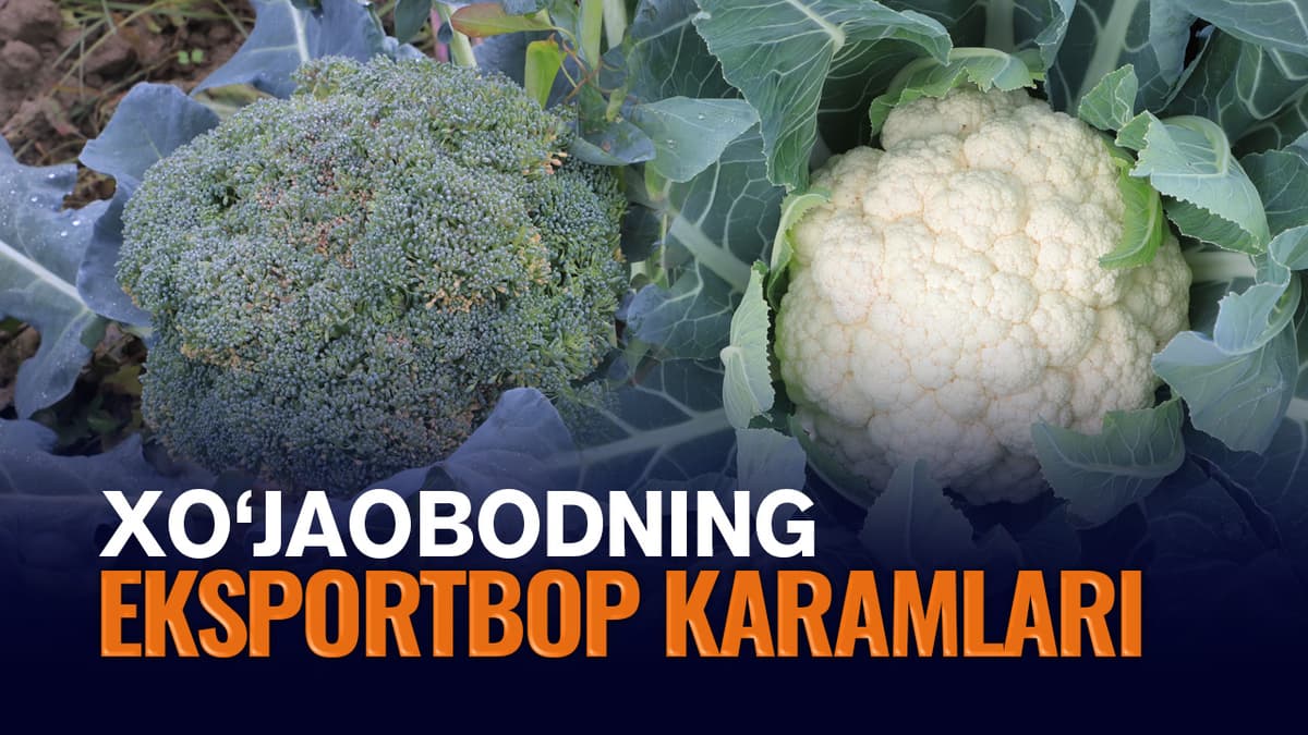 Xo‘jaobodda karamning noyob navlari yetishtirilib, eksport qilinmoqda