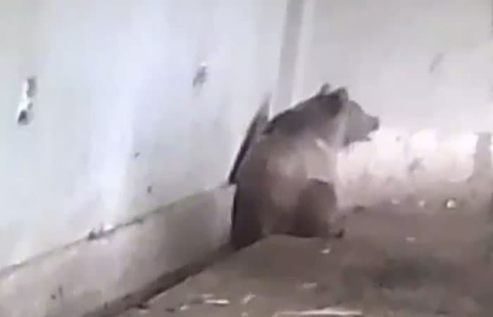 В Кашкадарье медведь решил «прогуляться» по кишлаку. Экоактивисты опасаются, что его убьют
