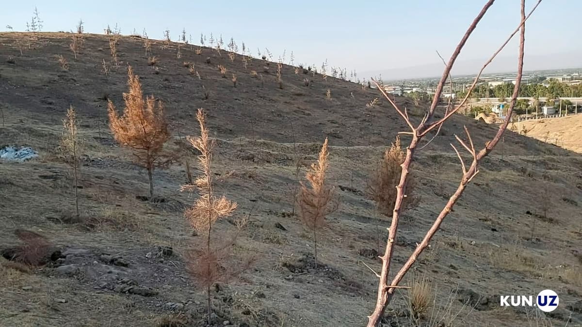 В Сенате рассказали, как власти на местах рисовали сказочные отчеты по проекту «Яшил макон» 