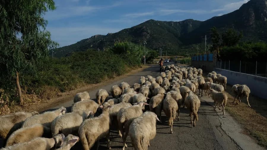 Italiya Qirg‘izistondan 100 nafar cho‘pon yollaydi – OAV 