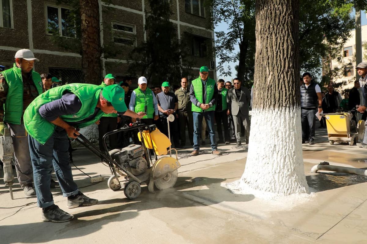 Foto: Toshkentda beton qoplama bilan o‘ralgan daraxtlarni betondan tozalash bo‘yicha ekoaksiya boshlandi