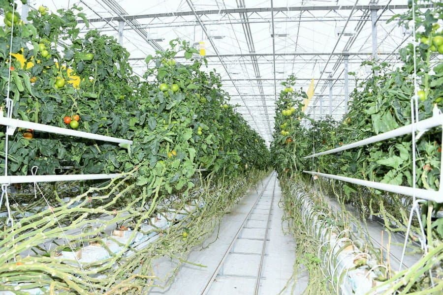 Китайские инвесторы построят в Узбекистане крупный тепличный комплекс на 50 га