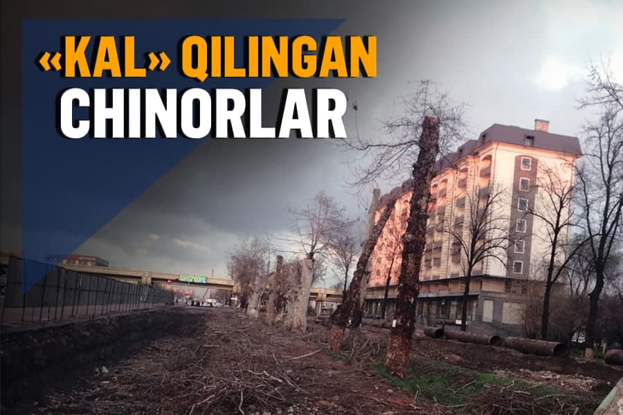 Toshkentda metro qurilishi sabab 22 tup chinor kallaklanib, boshqa yerga ko‘chirilyapti