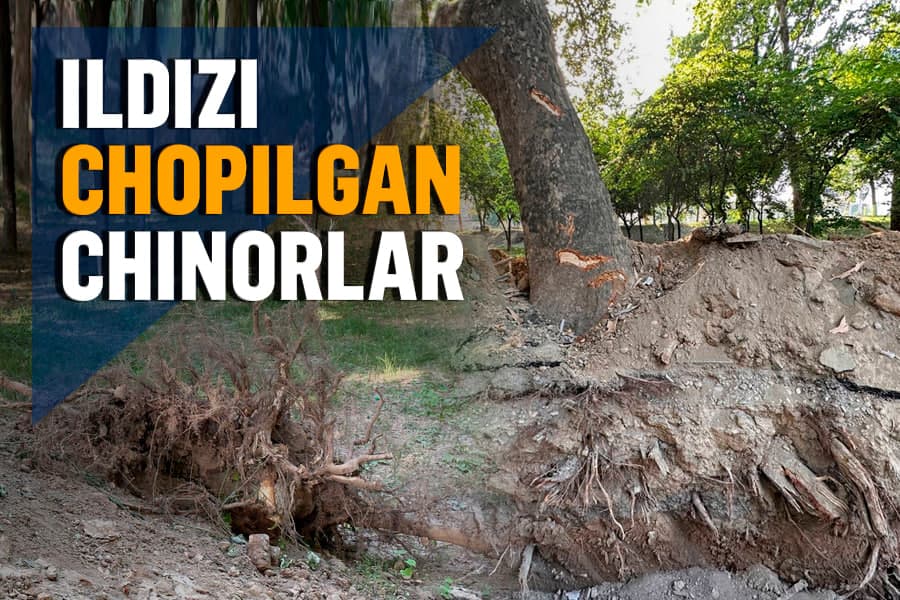 Toshkentdagi ko‘p yillik daraxtlar ildizlariga jiddiy zarar yetkazildi
