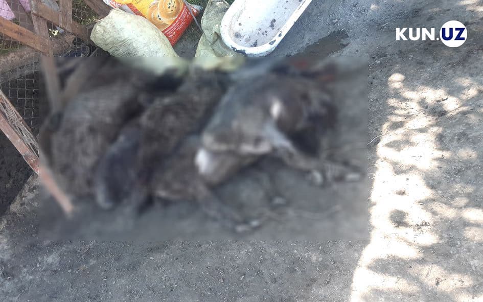 Samarqandda 6 bosh bo‘g‘oz qo‘y chavaqlanib, egasiga tahdidomuz xat qoldirildi