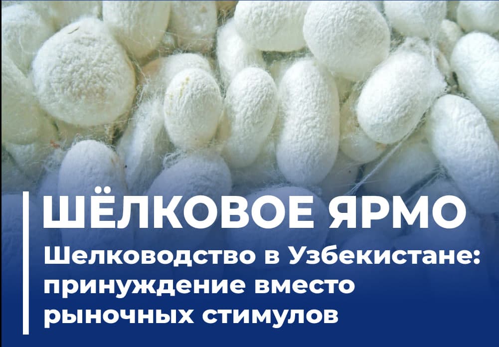 Шелководство в Узбекистане: неэффективная практика бюрократического управления сохраняется