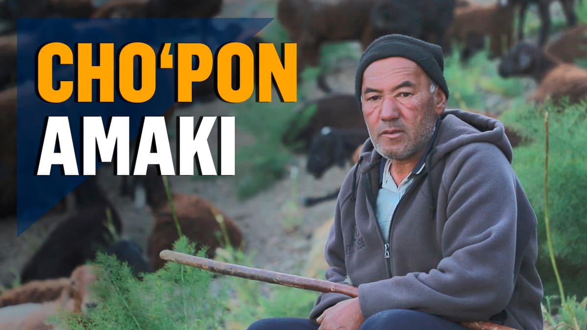 «Qo‘y boqish oson ish emas» – beshariqlik Shuhratjon cho‘pon