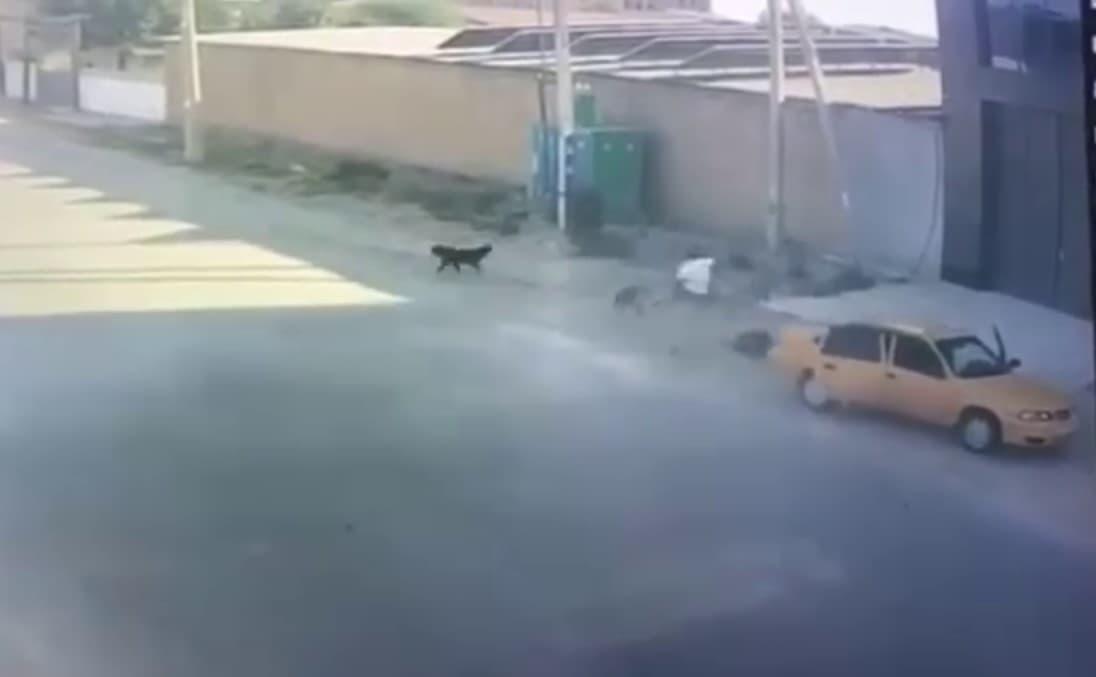 Samarqandda taksi haydovchisi yosh bolani itlar hamlasidan qutqarib qoldi