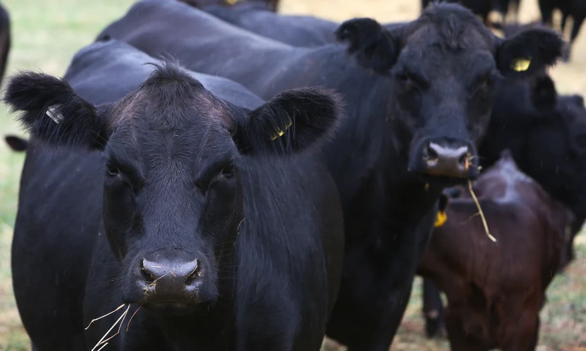 Uzbekistan becomes main buyer of Kyrgyzstan’s cattle exports in H1