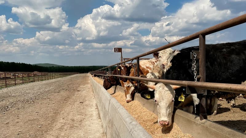 Узбекистан стал главным покупателем скота из Кыргызстана