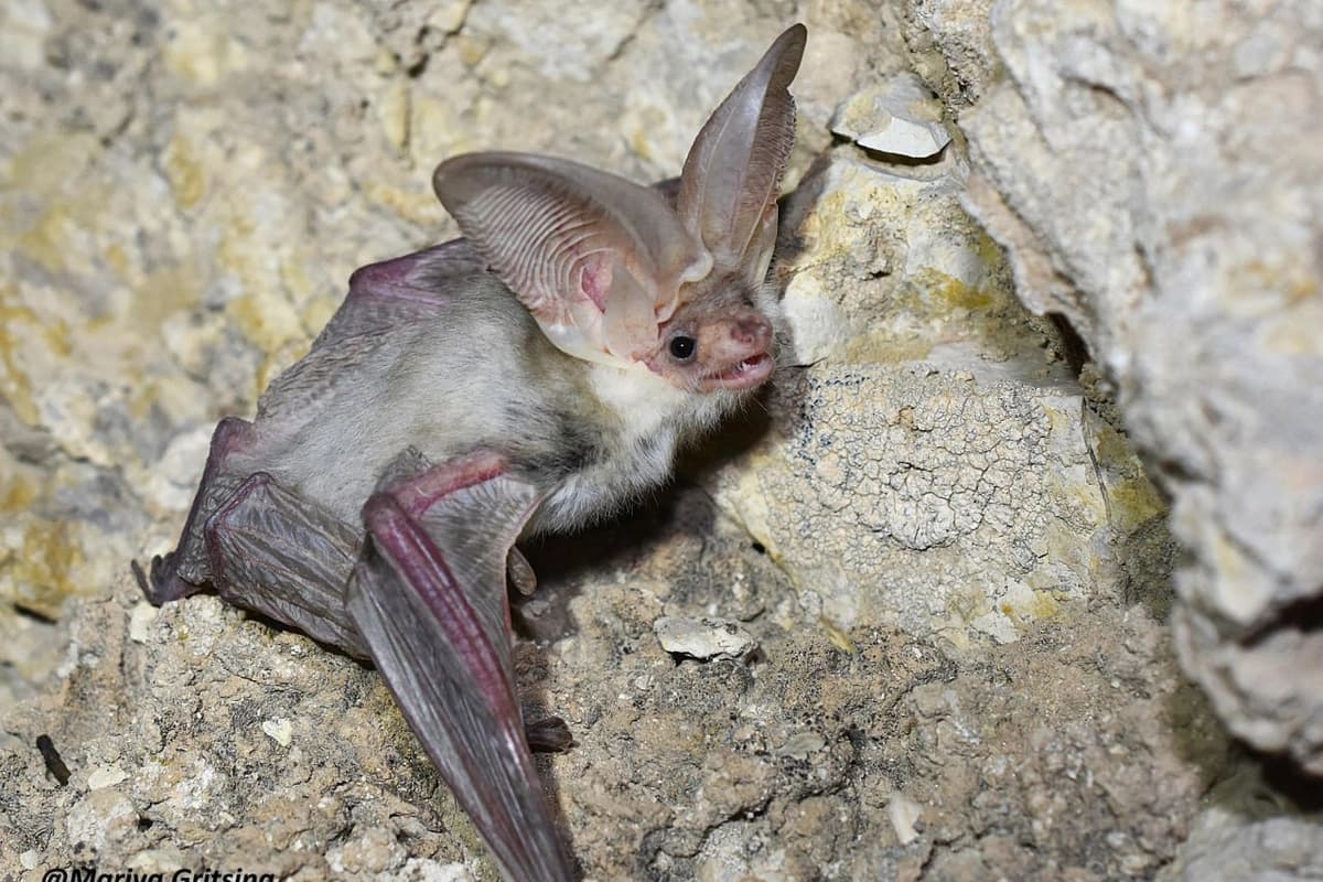 55 yil davomida tabiatda deyarli uchramagan koʻrshapalak Oʻzbekistonda aniqlandi