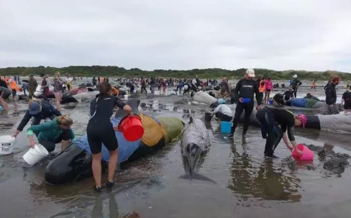Yangi Zelandiyada yana 200 ga yaqin qora delfin o‘zini qirg‘oqqa otdi