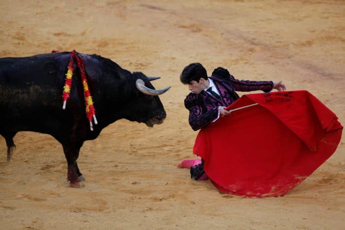Kun fotosi: Taqdirga tan bergan buqa matador qarshisida