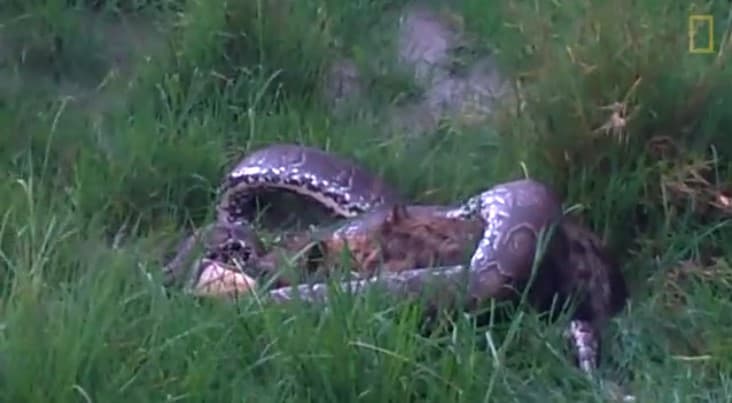 Juda katta bo‘g‘ma ilon 68 kilogramm keladigan sirtlonni yutib yubordi (video)