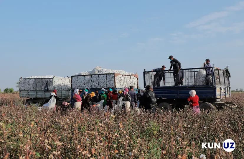 Uzbekistan harvests 4.63 million tonnes of cotton, beating 2026 target