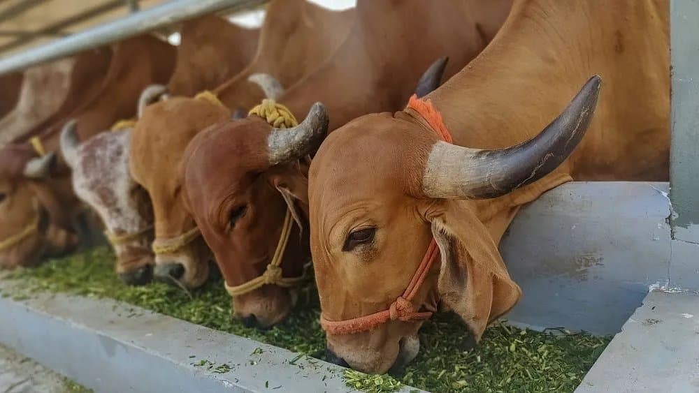 Hindistondan Oʻzbekistonga olib kelinadigan goʻsht halol sertifikati asosida tayyorlanadi - vazir