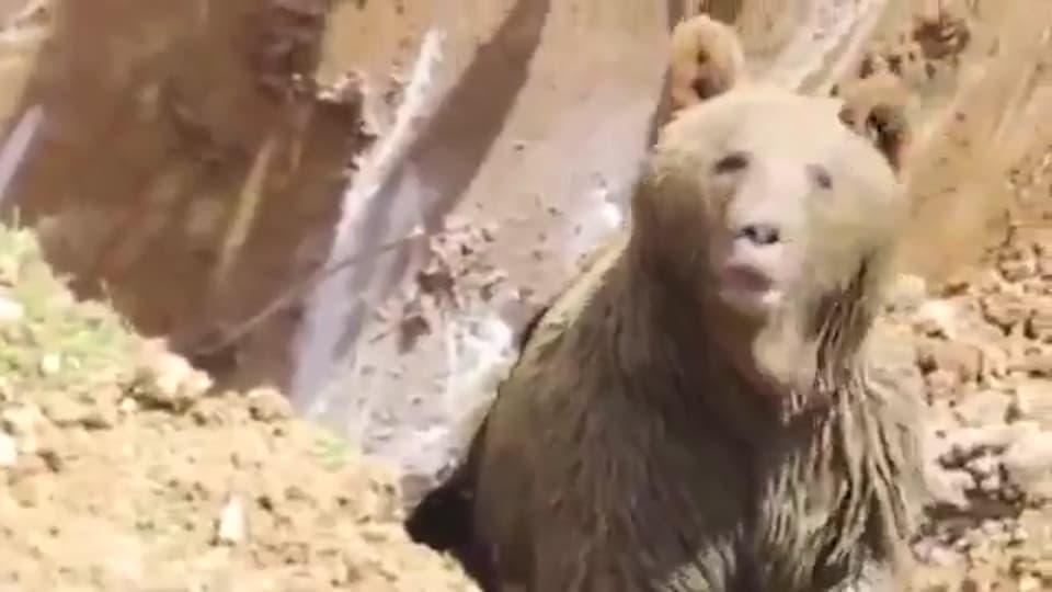 Video: Turkiyalik quruvchilar ayiqni bezovta qilishdi
