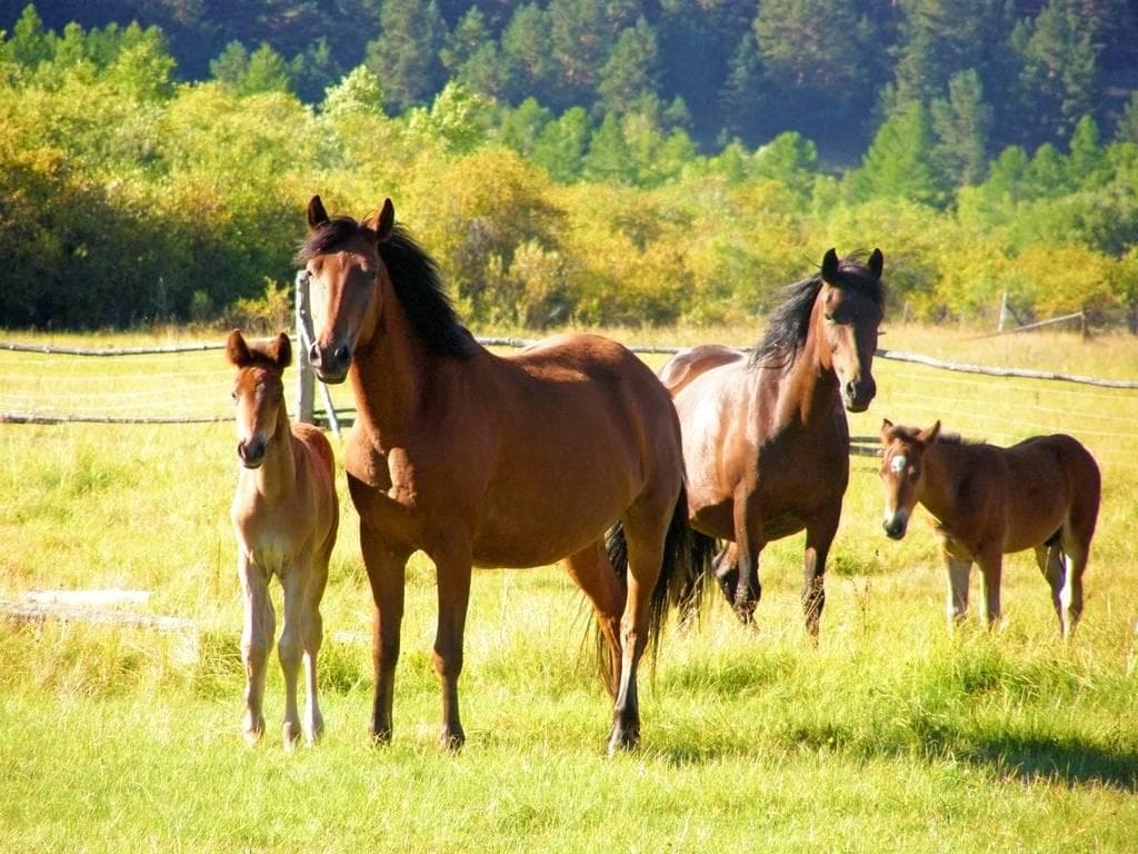 Yilqichilik va ot sportini rivojlantirish bo‘yicha qaror: Toshkentda ikkita ot fermasi paydo bo‘ladi