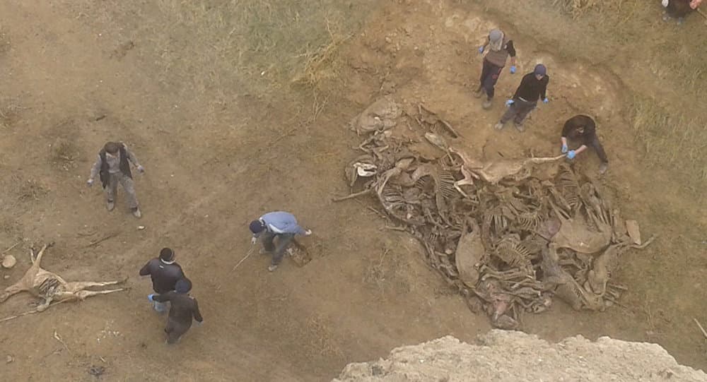 Video: Samarqandda eshak go‘shtidan taom tayyorlab sotilgan bo‘lishi mumkin
