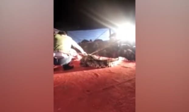 Video: Timsoh tomosha chog‘ida hayvon o‘rgatuvchining yuzini tishlab oldi