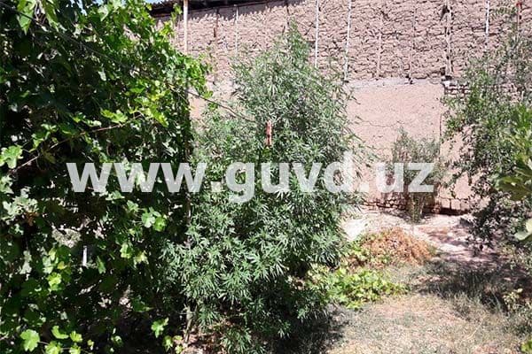 Olmazor tumanida uyida nasha ekib, yetishtirayotgan shaxs aniqlandi