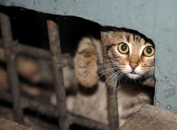 Ташкент без кошек и собак? Отряды по отлову бродячих животных перешли на круглосуточную работу