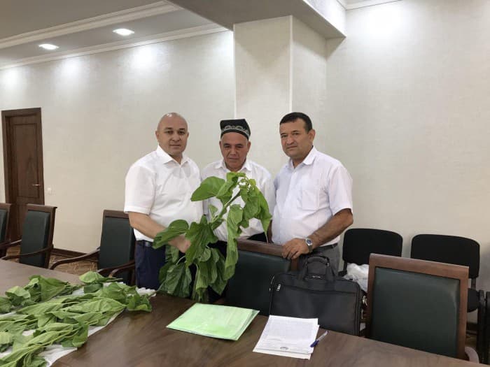 Xitoydan O‘zbekistonga tut ko‘chatlari yetkazib beriladi