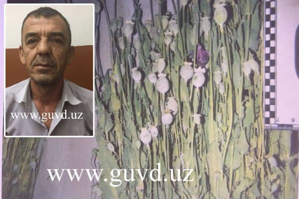 Shayxontohurda taqiqlangan ekinlarni yetishtirish aniqlandi