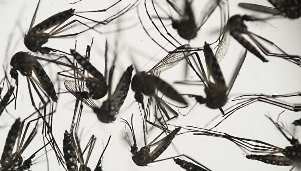 Malayziyada Zika virusi bilan bog‘liq ilk holat qayd etildi