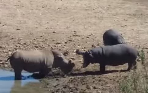 Video: Jahldor begemot karkidonni suvga cho‘ktirdi
