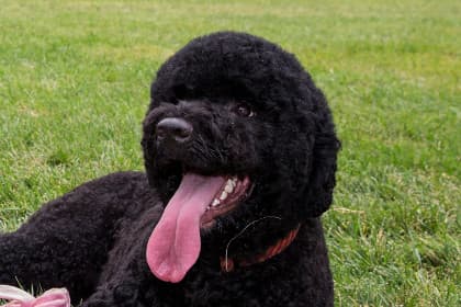 Obamaning iti Oq uyga mehmon bo‘lib kelgan qizni tishlab oldi