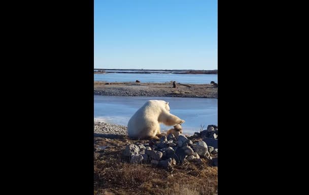 Video: Gudzon daryosi qirg‘oqlarida oq ayiq itning boshini mehr bilan siladi