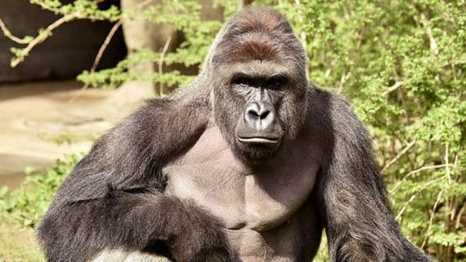 Tsintsinnati hayvonot bog‘ida gorilla otib tashlanganiga qarshi talabnomani imzolaganlar soni 300 mingga yaqinlashdi