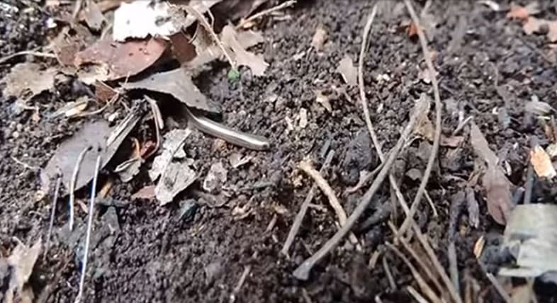 Dunyodagi eng mitti ilon topildi