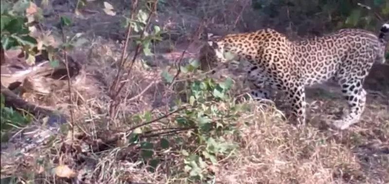 Video: Leopard va ulkan piton o‘rtasida o‘lim jangi
