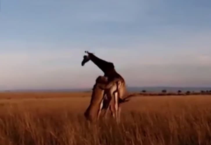 Ona jirafaning sher bilan olishuvi videoga olindi