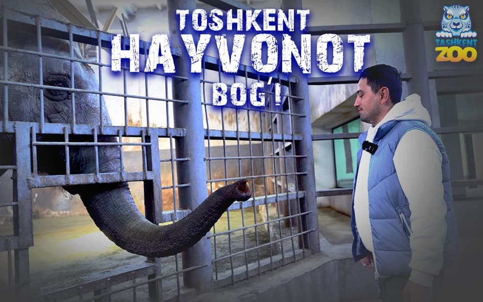 Begemotdan tortib oq shergacha - Toshkent hayvonot bog‘i | Manzil