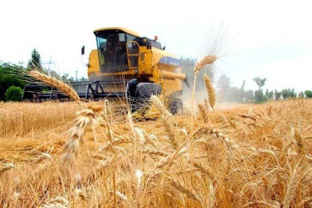 O‘zbekistonda birinchi marta 9 mln tonna g‘alla yetishtirildi
