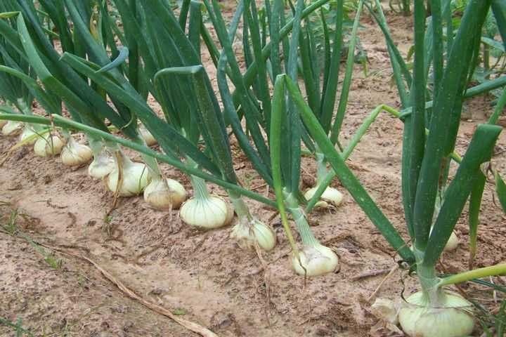 Sharp drop in temperatures in Uzbekistan may affect onion crop – EastFruit