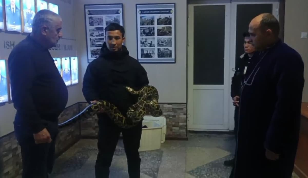 Иштихонда уч метрлик бўғма илон уйда сақланаётгани аниқланди