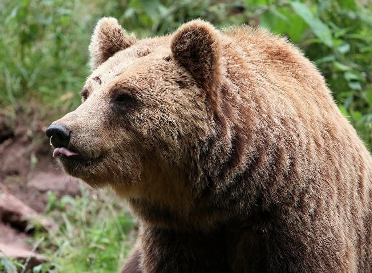 Yuqori To‘palang tabiat bog‘i xodimlari qo‘ng‘ir ayiqni tasvirga oldi