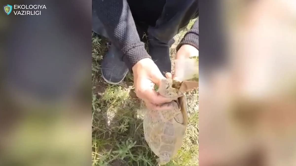 Toshbaqa og‘ziga nos solgan fuqarolar jazolandi
