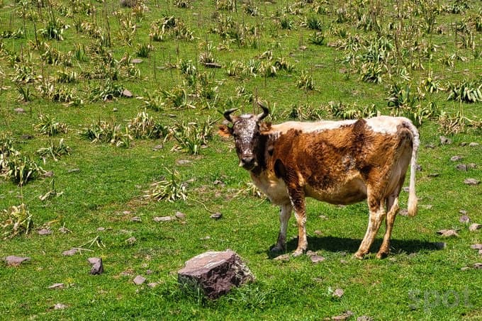Tax breaks for livestock farms extended until 2024