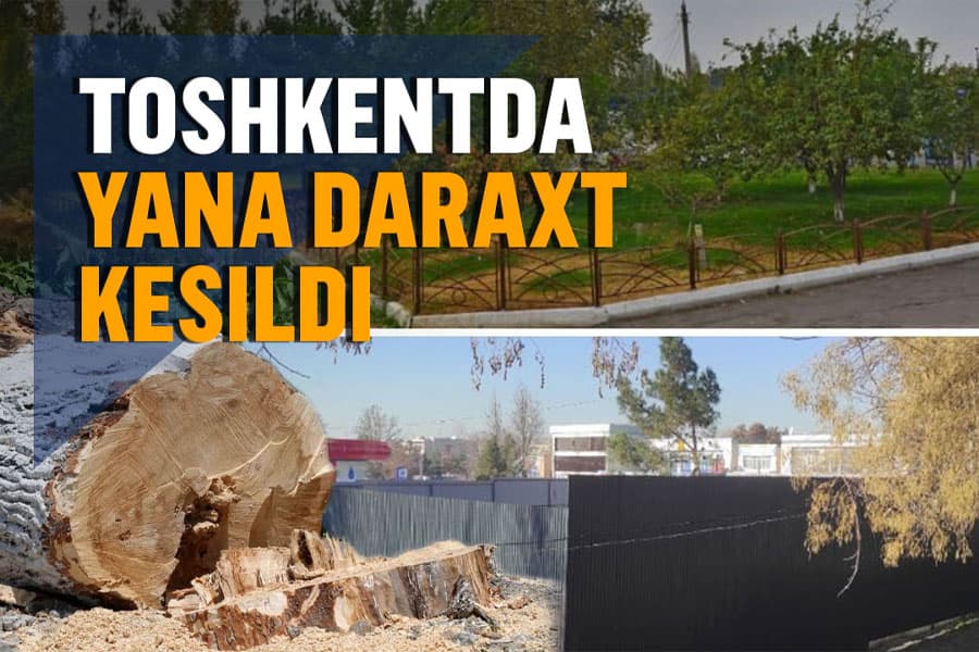 Toshkentda noma’lum quruvchi daraxtzorni yo‘q qildi. Hokimlik uning kimligini ochiqlashni istamayapti