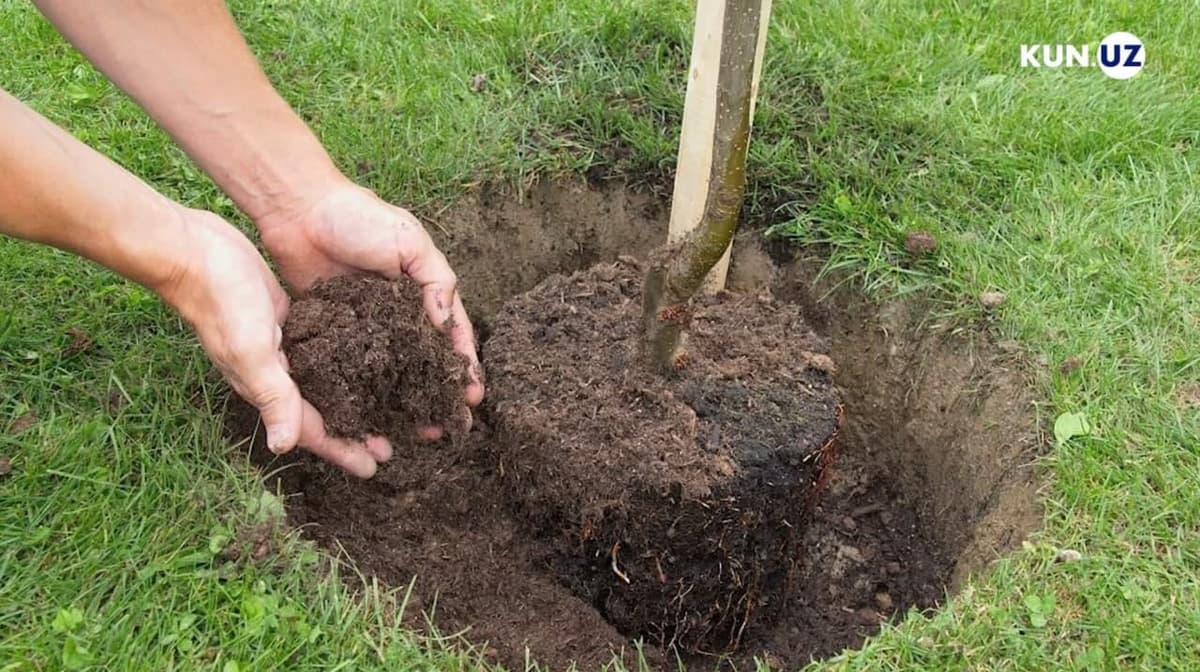 “My garden” project launched in Uzbekistan