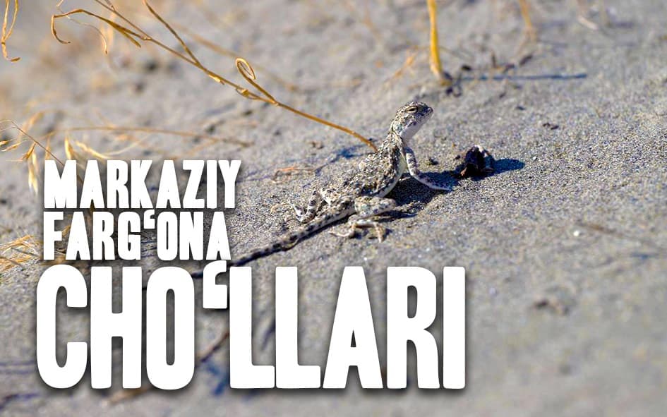 Noyob sudralib yuruvchilar makoni – Markaziy Farg‘ona cho‘llari | Manzil