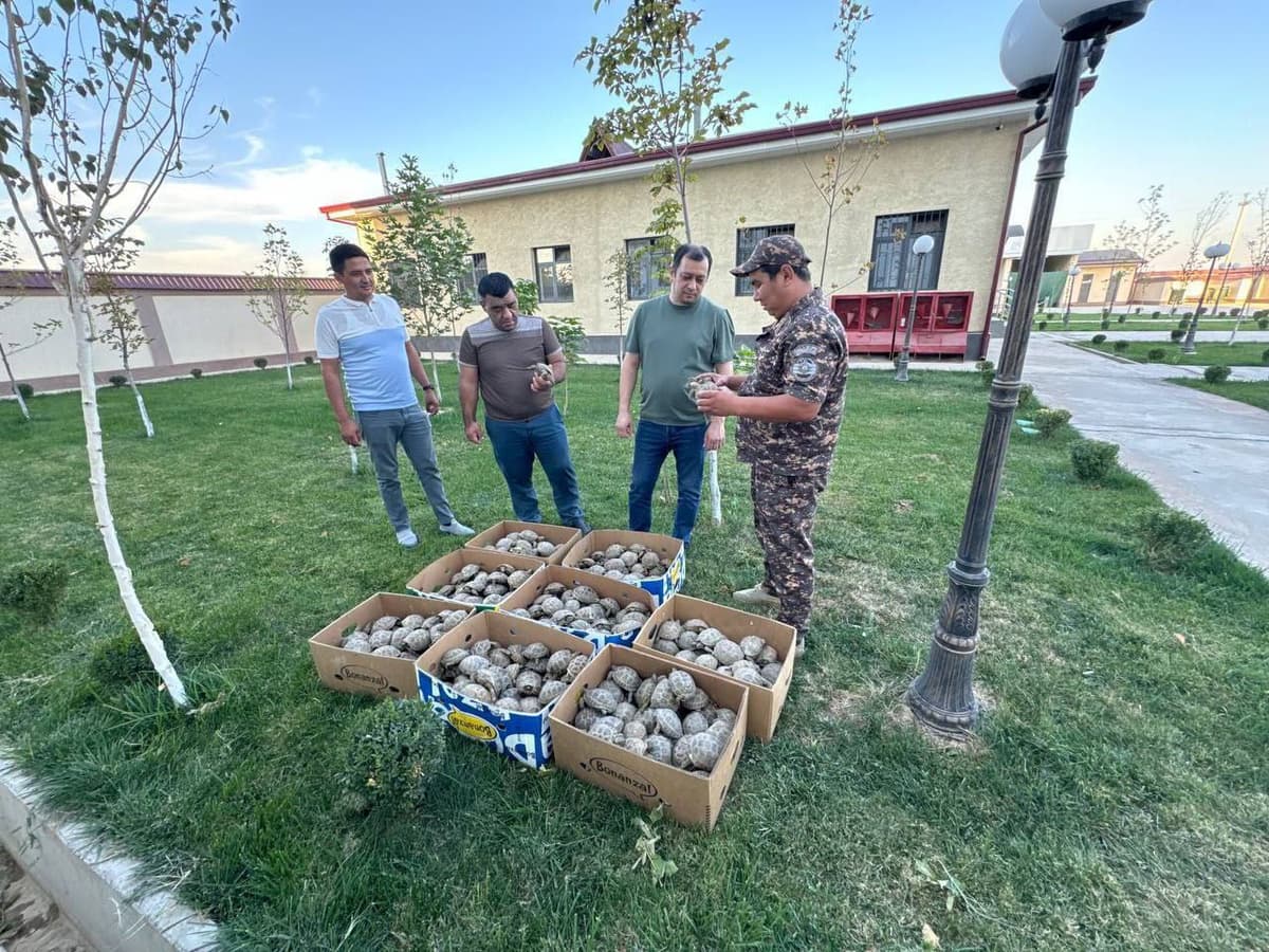 На пограничном посту «Фарход» задержан гражданин Таджикистана, пытавшийся вывезти 400 черепах