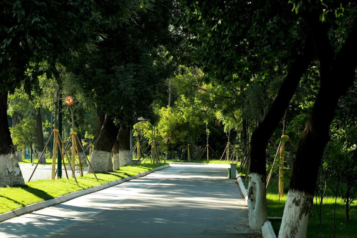 Green Space project: Over one million unplanted saplings added to reports as planted