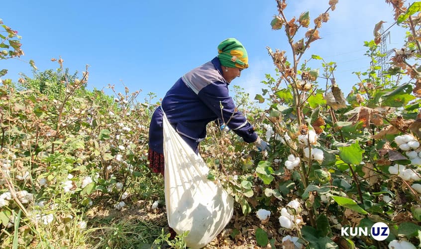 Uzbekistan raises cotton harvest payments to attract more workers